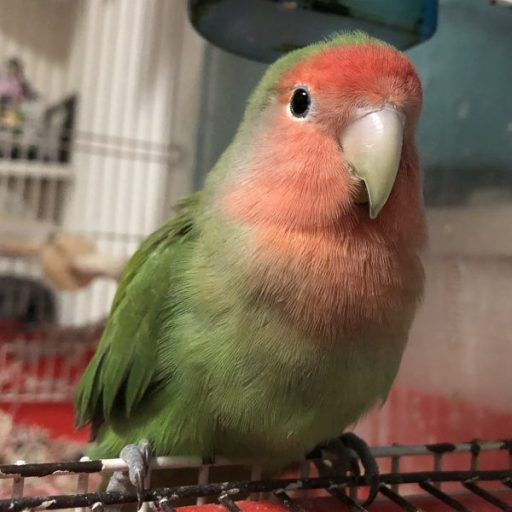 Kurokomarioの日記