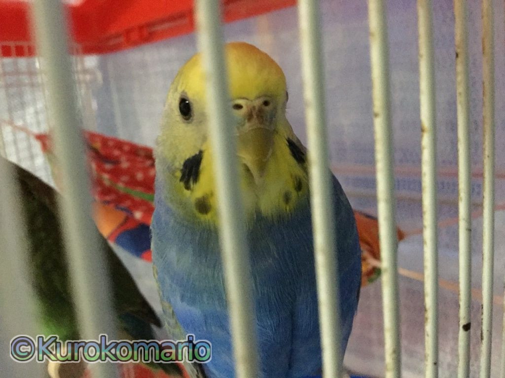 セキセイインコのちっち