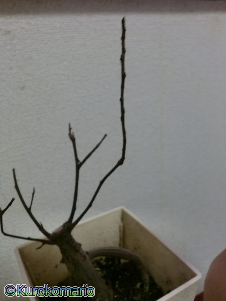 ガジュマルの切り戻しをやってみた！